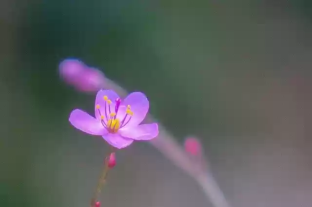 Free download Human Participants Nature Flower -  free photo or picture to be edited with GIMP online image editor