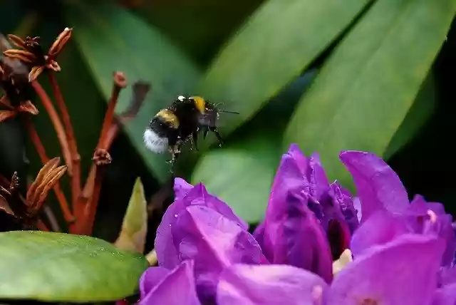 Free download Hummel Insect Blossom -  free photo or picture to be edited with GIMP online image editor