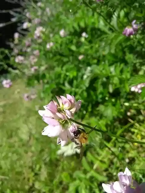 Free download Hummel Lavender Flower Close -  free photo or picture to be edited with GIMP online image editor