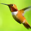 Pantalla Hummingbird para extensión Chrome web store en OffiDocs Chromium