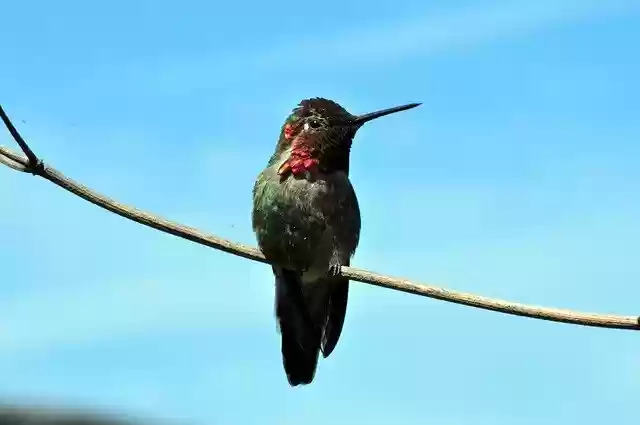 Free download hummingbird bird bl wildlife free picture to be edited with GIMP free online image editor