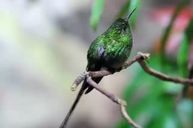 Free download Hummingbird Bird Nature -  free photo or picture to be edited with GIMP online image editor