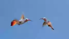 Free download Hummingbird Birds free video to be edited with OpenShot online video editor
