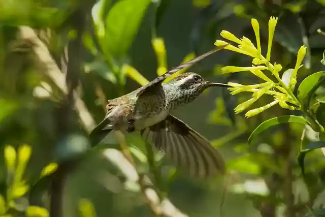 Free download hummingbird bird white eared free picture to be edited with GIMP free online image editor