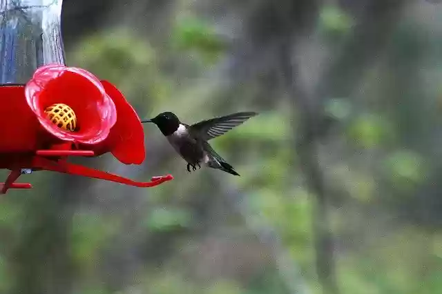 Free download Hummingbird Feeding Bird -  free free photo or picture to be edited with GIMP online image editor
