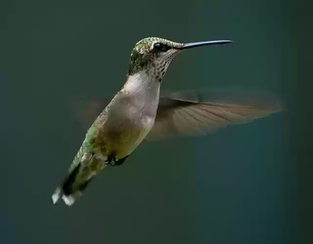 Free download Hummingbird Flying Flight free photo template to be edited with GIMP online image editor