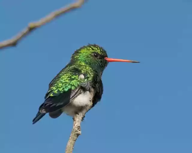 Free download hummingbird green hummingbird free picture to be edited with GIMP free online image editor