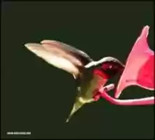 Free download Humming Bird free photo or picture to be edited with GIMP online image editor