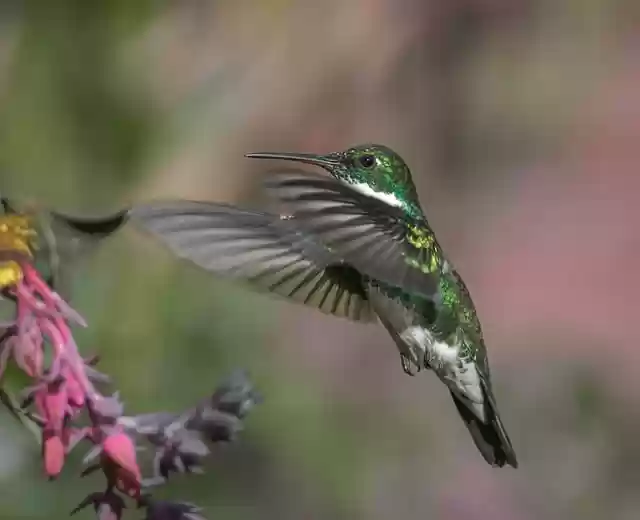 Free download hummingbird leucochloris albicollis free picture to be edited with GIMP free online image editor