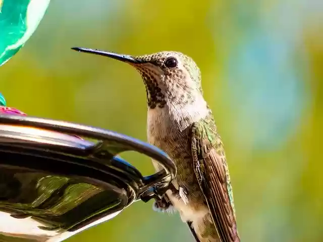 Free download Hummingbird Nature Backyard -  free photo or picture to be edited with GIMP online image editor