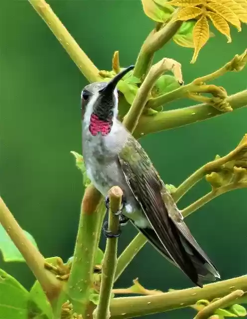 Free download Hummingbird Rubythroat Bird -  free photo or picture to be edited with GIMP online image editor