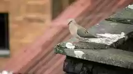 Free download Hummingbird Tortola -  free video to be edited with OpenShot online video editor