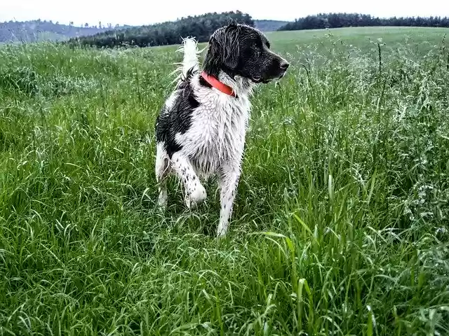 Free download Hunting Dog Beagle -  free free photo or picture to be edited with GIMP online image editor