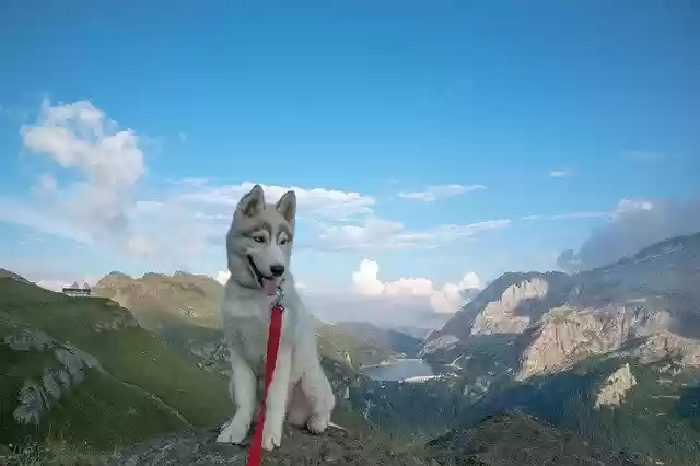 Free download Husky Siberian Puppy free photo template to be edited with GIMP online image editor