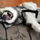 Husky: The Energetic and Playful Snow Dog  screen for extension Chrome web store in OffiDocs Chromium