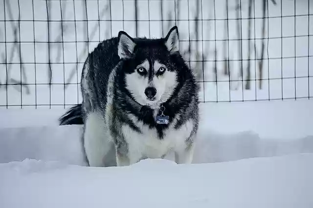 Free download Husky Winter Dog -  free photo or picture to be edited with GIMP online image editor