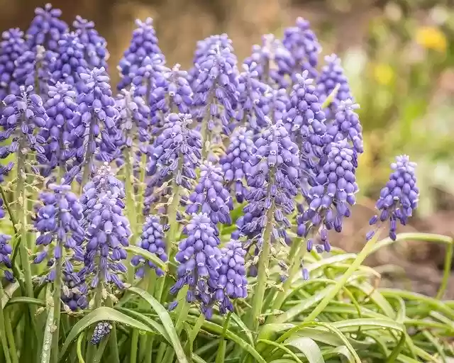 Descarga gratuita de la plantilla de fotografía gratuita Hyacinth Flower Spring para editar con el editor de imágenes en línea GIMP