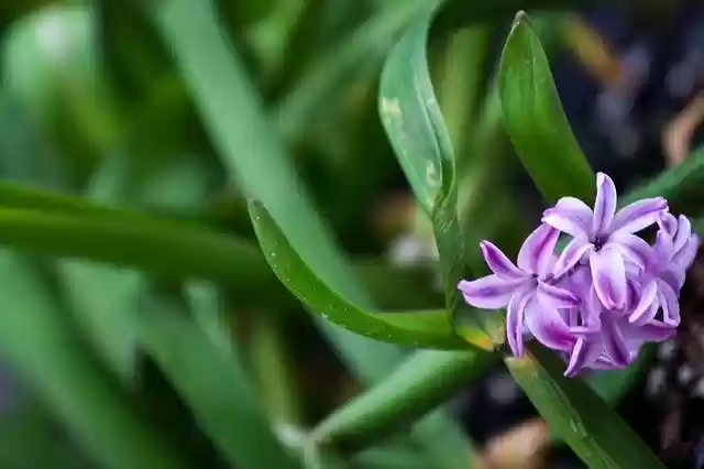 Free download Hyacinth Plant Flower -  free photo or picture to be edited with GIMP online image editor
