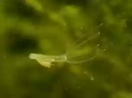 Free download Hydra Biology free photo or picture to be edited with GIMP online image editor