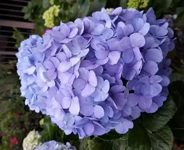 Free download Hydrangea Blue Nature -  free photo or picture to be edited with GIMP online image editor