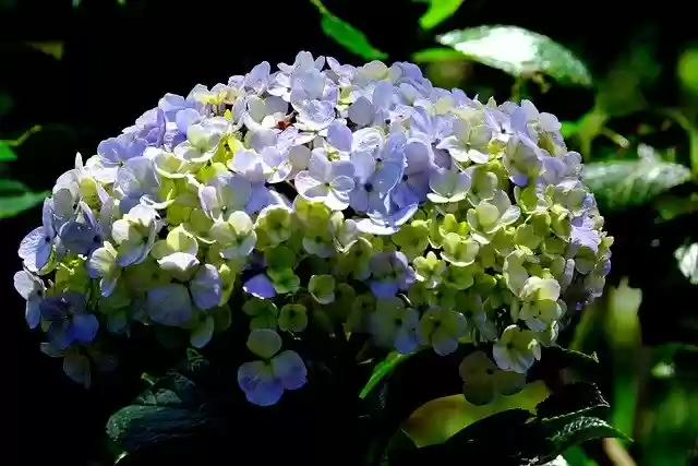 Free download hydrangea flower flora nature free picture to be edited with GIMP free online image editor