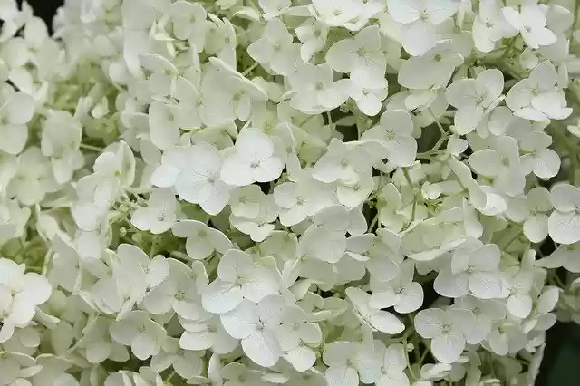 Free download Hydrangea Rainy Season June White -  free photo or picture to be edited with GIMP online image editor