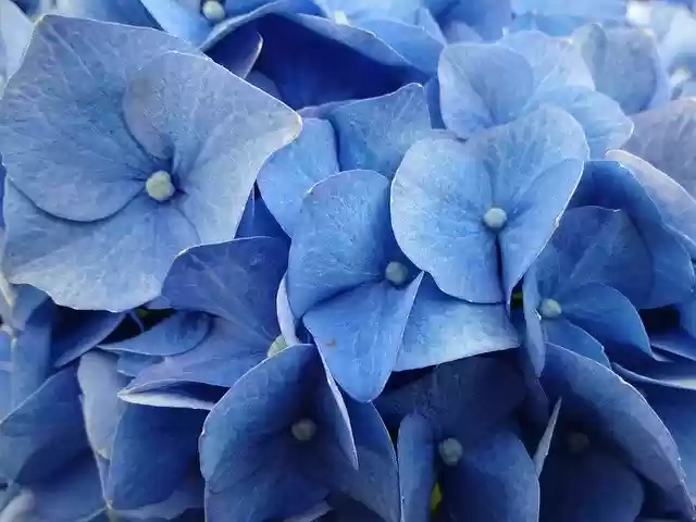 Free download Hydrangeas Blue Flower -  free photo or picture to be edited with GIMP online image editor