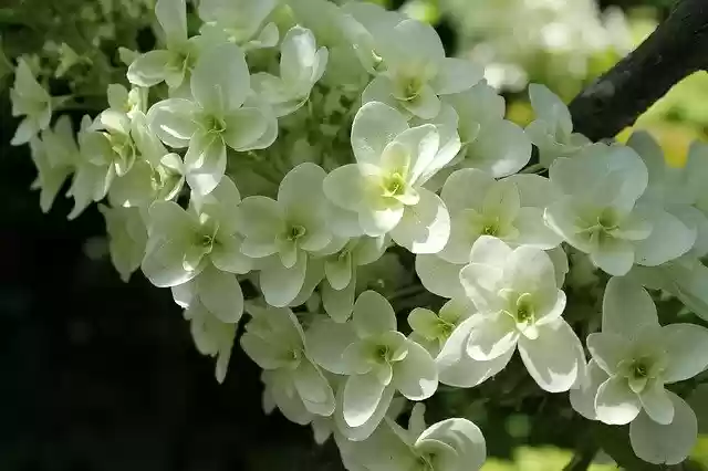 Free download Hydrangea Summer Flowers -  free photo or picture to be edited with GIMP online image editor