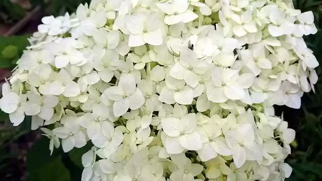 Free download Hydrangea White Flowers -  free photo or picture to be edited with GIMP online image editor