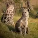 Hyena  screen for extension Chrome web store in OffiDocs Chromium