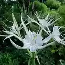 Hymenocallis littoralis flower wallpapers  screen for extension Chrome web store in OffiDocs Chromium