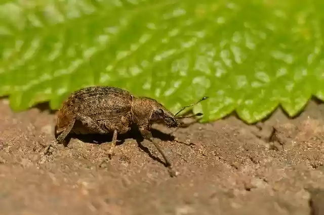 Free download Hypera Zoilus Large Clover-Cocoon -  free photo or picture to be edited with GIMP online image editor