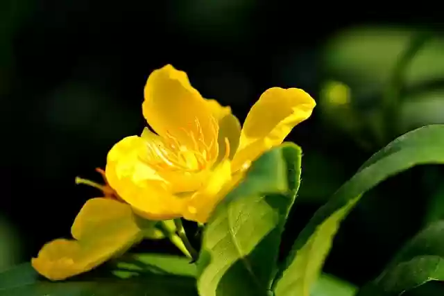 Free download hypercum flora flower blossom free picture to be edited with GIMP free online image editor