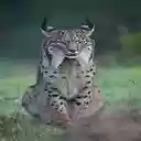 Iberian Lynx Wallpaper  screen for extension Chrome web store in OffiDocs Chromium