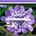 Iberis  screen for extension Chrome web store in OffiDocs Chromium