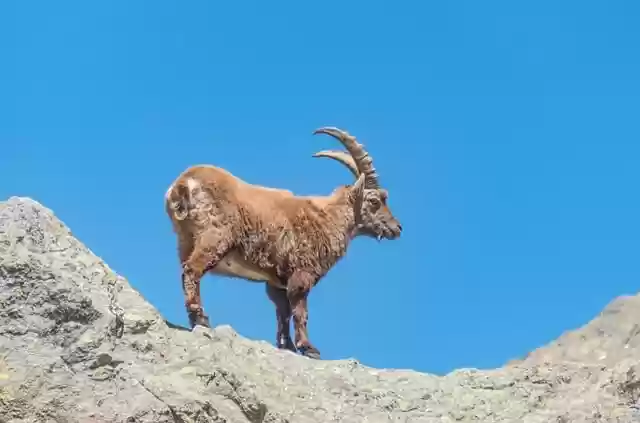 Free download ibex wild goat animal mountain sky free picture to be edited with GIMP free online image editor