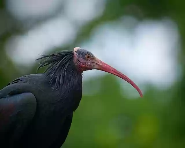Free download ibis bird good beak close up free picture to be edited with GIMP free online image editor