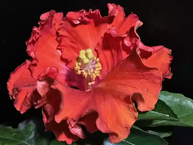 Free download Ibisco Flower Flowering -  free photo or picture to be edited with GIMP online image editor