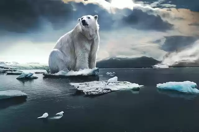 Free download icebear glacier cruise ship free picture to be edited with GIMP free online image editor