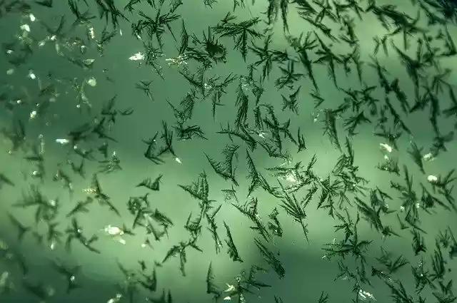 Free download ice crystals winter green background free picture to be edited with GIMP free online image editor