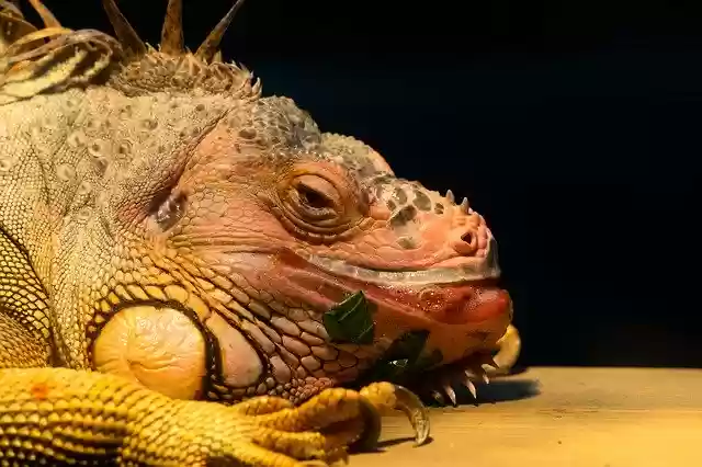 Free download Iguana Lizard Animal -  free photo or picture to be edited with GIMP online image editor