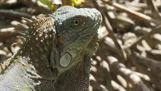 Free download Iguana Reptile Animals -  free photo or picture to be edited with GIMP online image editor