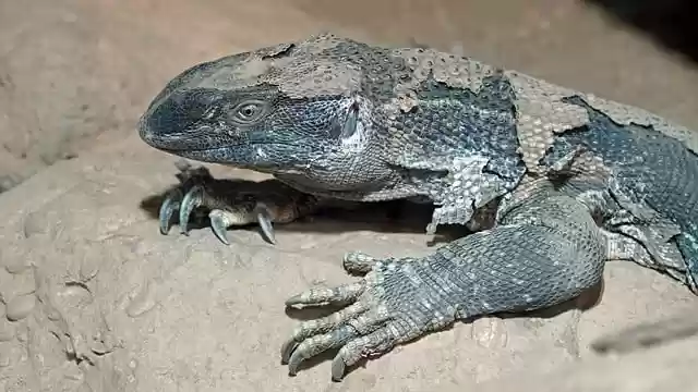 Free download iguana reptile dandruff big free picture to be edited with GIMP free online image editor