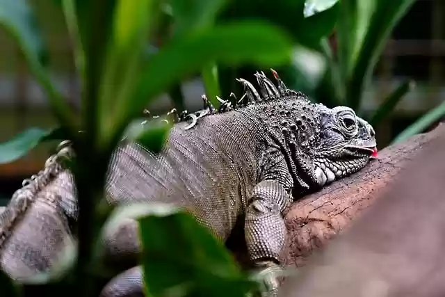 Free download iguana reptile wildlife wild animal free picture to be edited with GIMP free online image editor