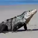Iguana THEME  screen for extension Chrome web store in OffiDocs Chromium