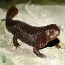 iguana wallpaper  screen for extension Chrome web store in OffiDocs Chromium
