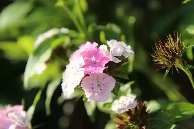 Free download Œillet Sweet William Flowering -  free photo or picture to be edited with GIMP online image editor