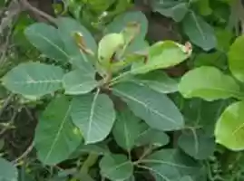 Free download Illupai Maram free photo or picture to be edited with GIMP online image editor