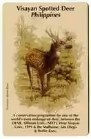 Free download Illustration of a Visayan Spotted Deer free photo or picture to be edited with GIMP online image editor
