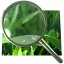 Image Pop Up Zoom  screen for extension Chrome web store in OffiDocs Chromium